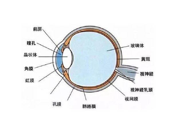 視網(wǎng)膜脫離的原因是什么?中高度近視患者慎做劇烈運動